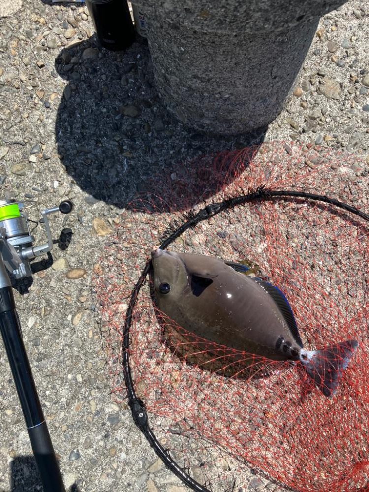 波止ライトカゴ釣り