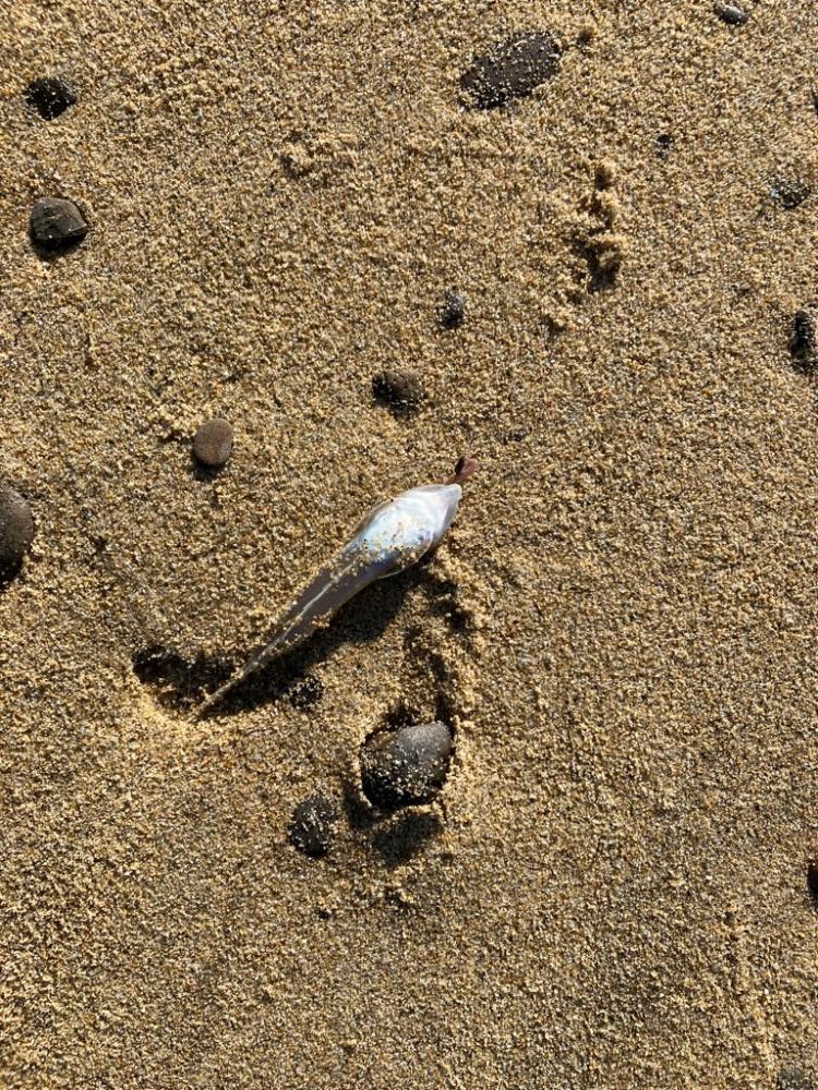 ちょい投げでキス釣り