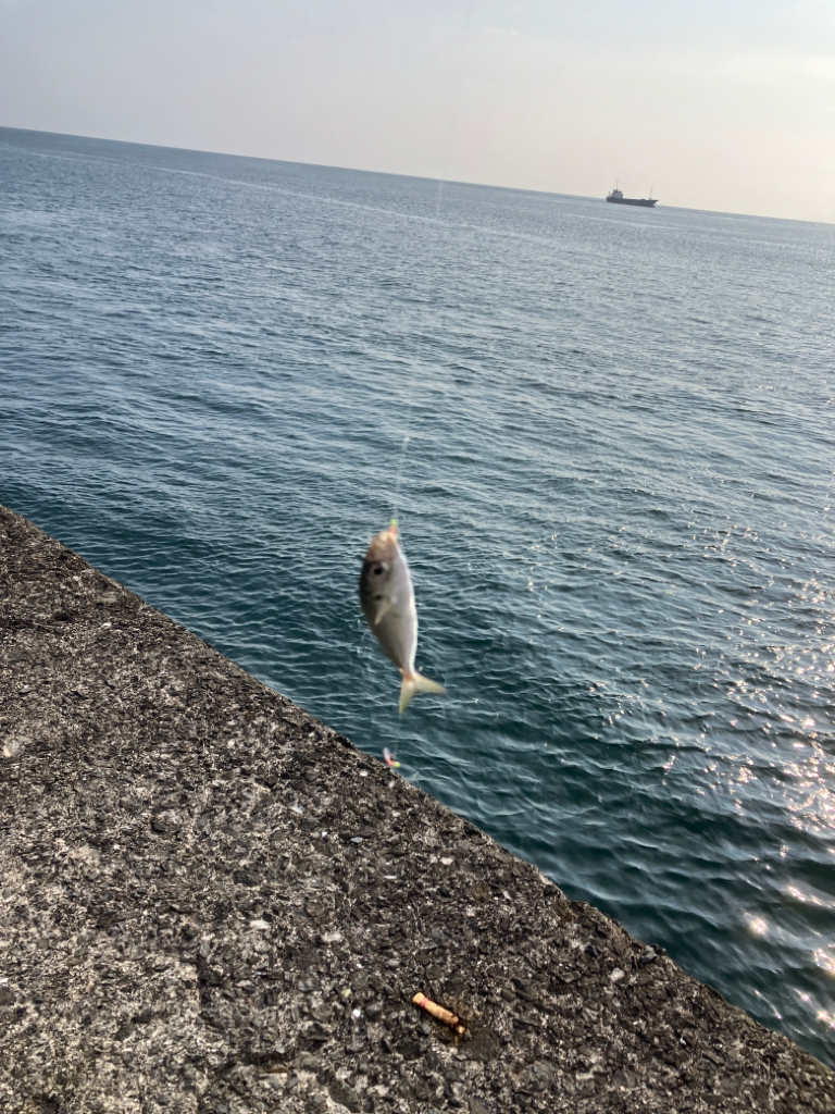 今年のタチウオ