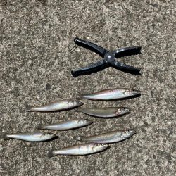 紀ノ川で投げ釣り