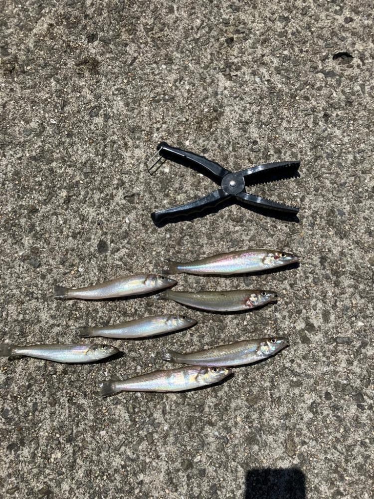 紀ノ川で投げ釣り