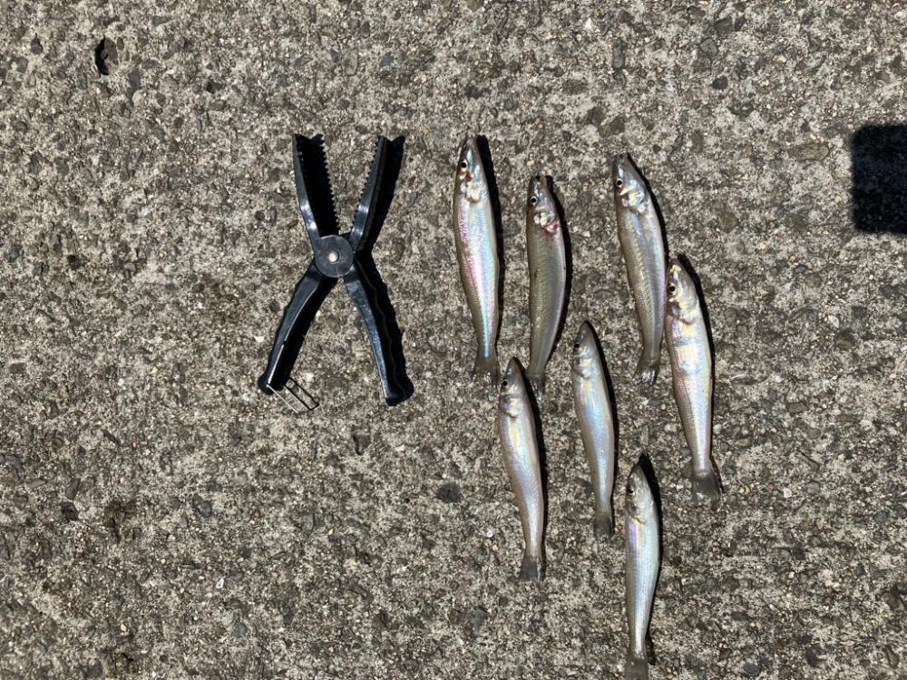 紀ノ川で投げ釣り