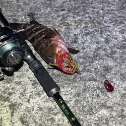 姫路離島ショアケンサキイカ釣り｜爆釣から１週間で激渋に！