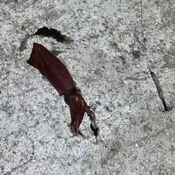 ケンサキイカ餌釣り最強説崩れる釣行