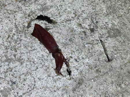 ケンサキイカ餌釣り最強説崩れる釣行