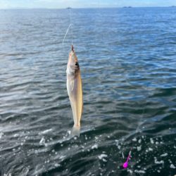 姫路のキス釣りサイズアップするも渋め！