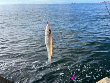 姫路のキス釣りサイズアップするも渋め！