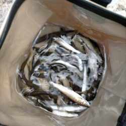 渇水でも暑くても喰いは良好、滋賀県犬上川