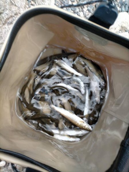 渇水でも暑くても喰いは良好、滋賀県犬上川