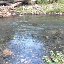 石田川　鮎イングからの友釣り　小さいが活性は高い