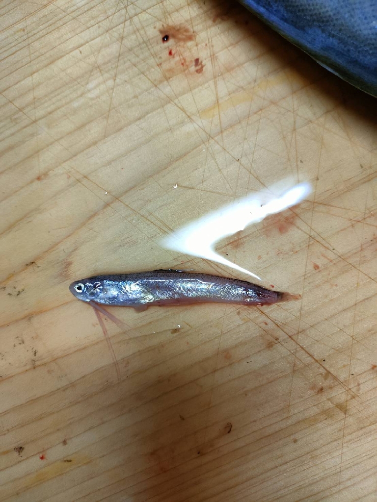 小浜沖 イカメタル バチコン