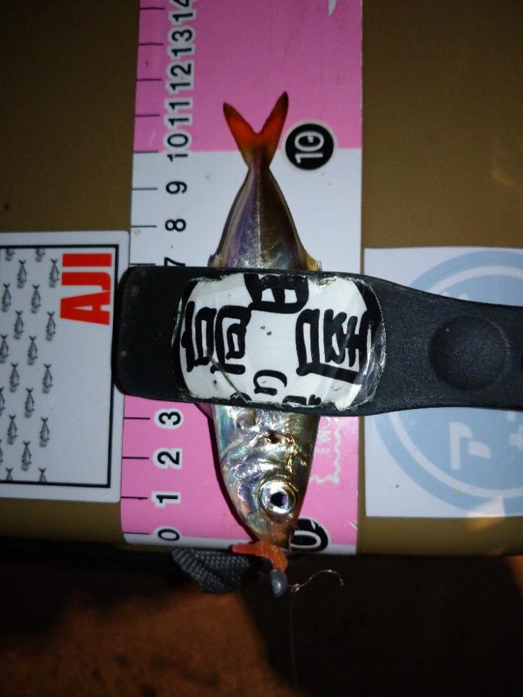 今夜も豆アジ修行