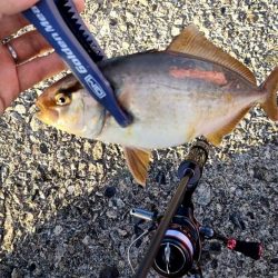 幻の超高級魚再び