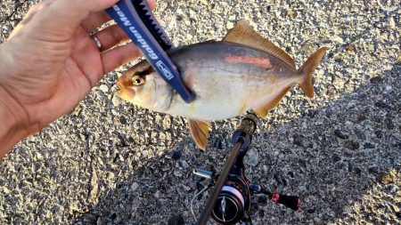 幻の超高級魚再び