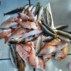 真夏のタイラバ