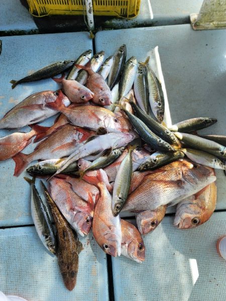 真夏のタイラバ