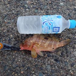 まだ小さいアコウ