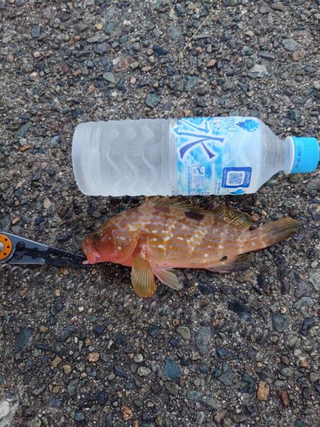 まだ小さいアコウ