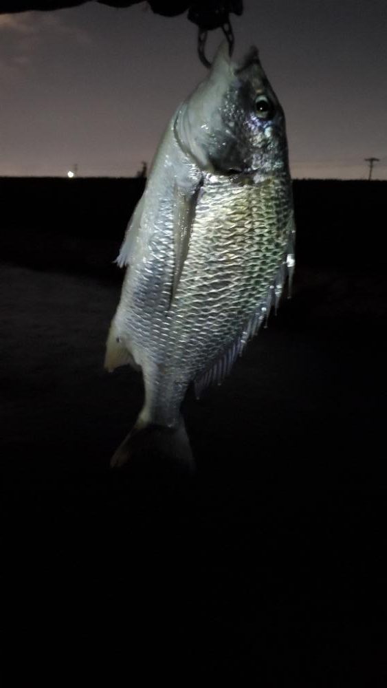 夕涼み&花火チニング