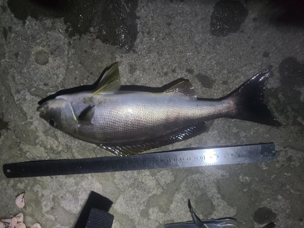 イサキ・ヨコスジフエダイ