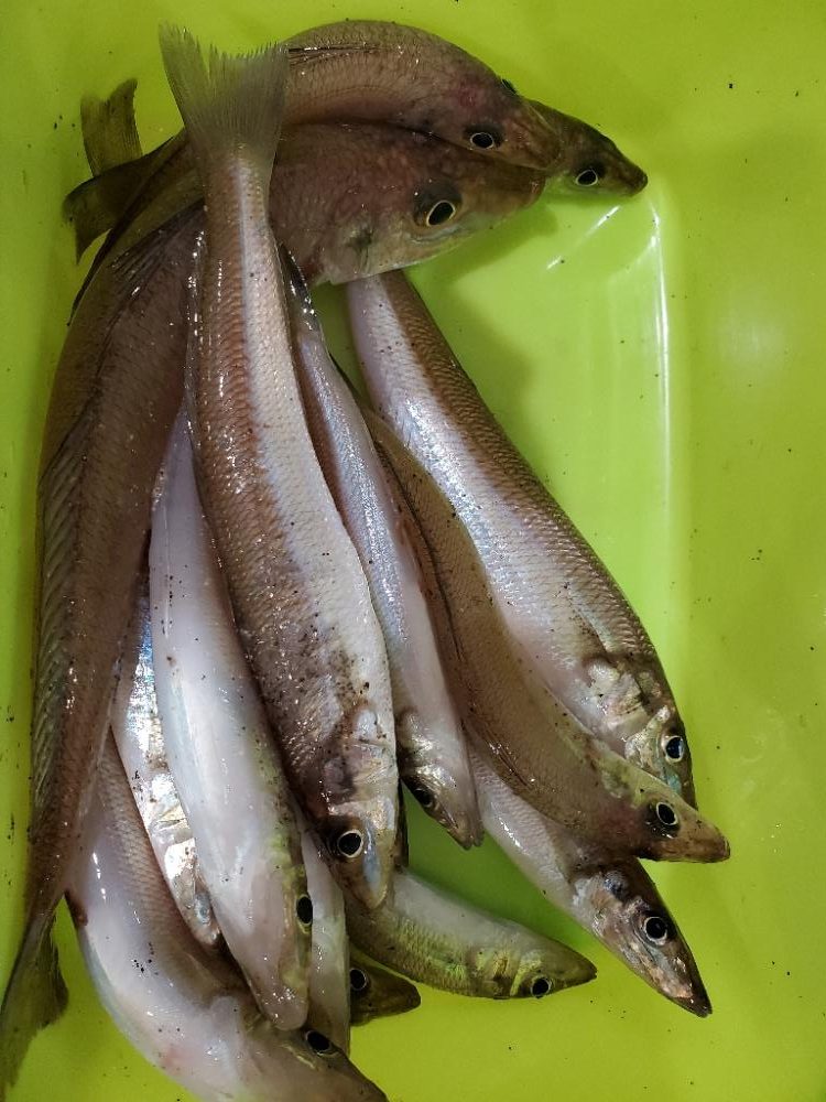 キス　今季最大ならず