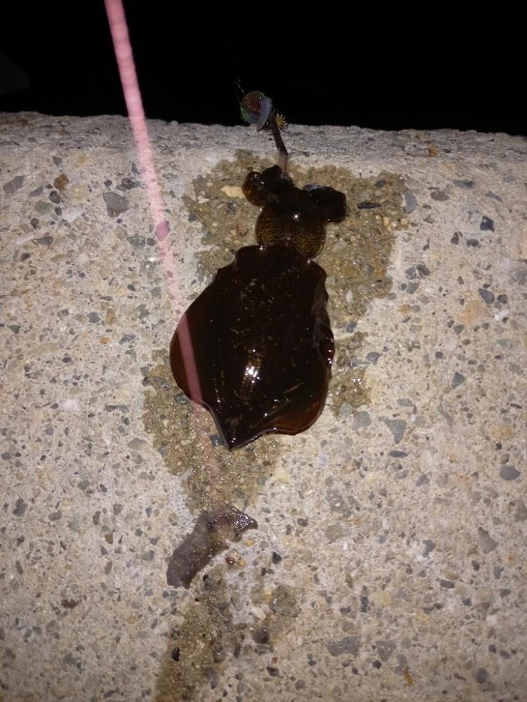 リリースサイズ