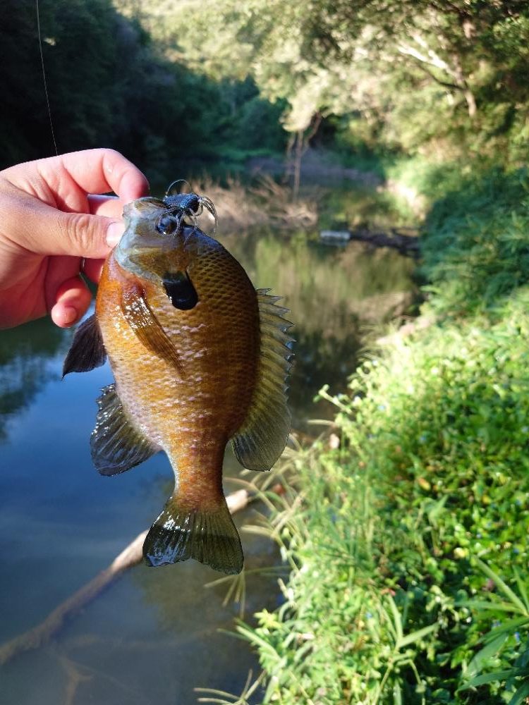 一発からの数釣り