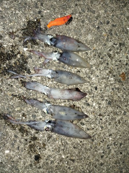 ケンサキエギング