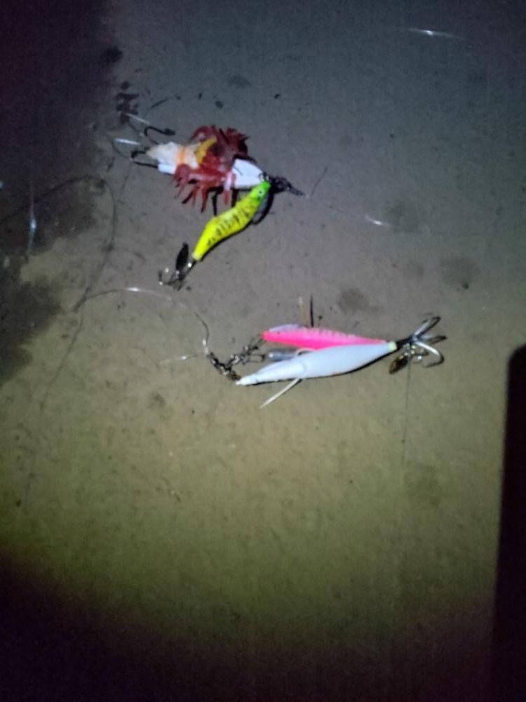 この時期の朝活はタコ一択!