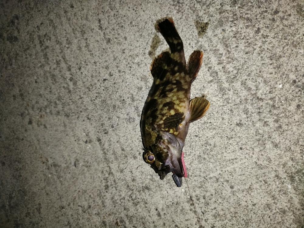 きれいな月とガシラ