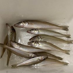 台風一過の激暑シロギス釣行