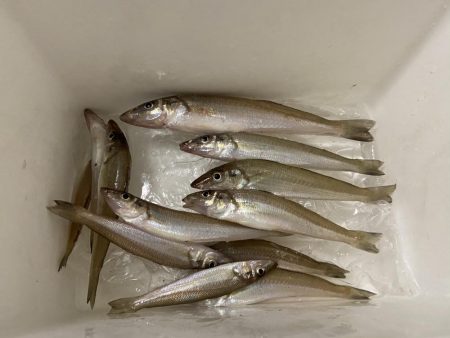 台風一過の激暑シロギス釣行