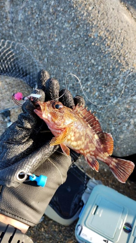 安定のガシリング