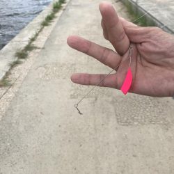 お手軽ハゼ釣り