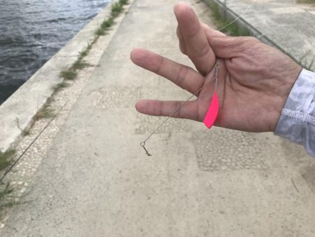 お手軽ハゼ釣り