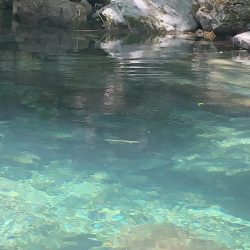 シーズン終盤　ニジマスラッシュ