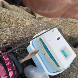 ちょい投げシロギスタ夜明けのリベンジマッチ