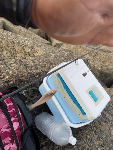 ちょい投げシロギスタ夜明けのリベンジマッチ