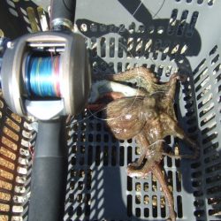 ようやく今年初タコ