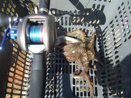 ようやく今年初タコ