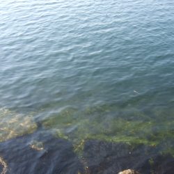 相変わらず渋い