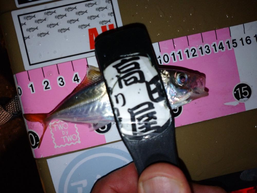 今夜も豆アジ修行