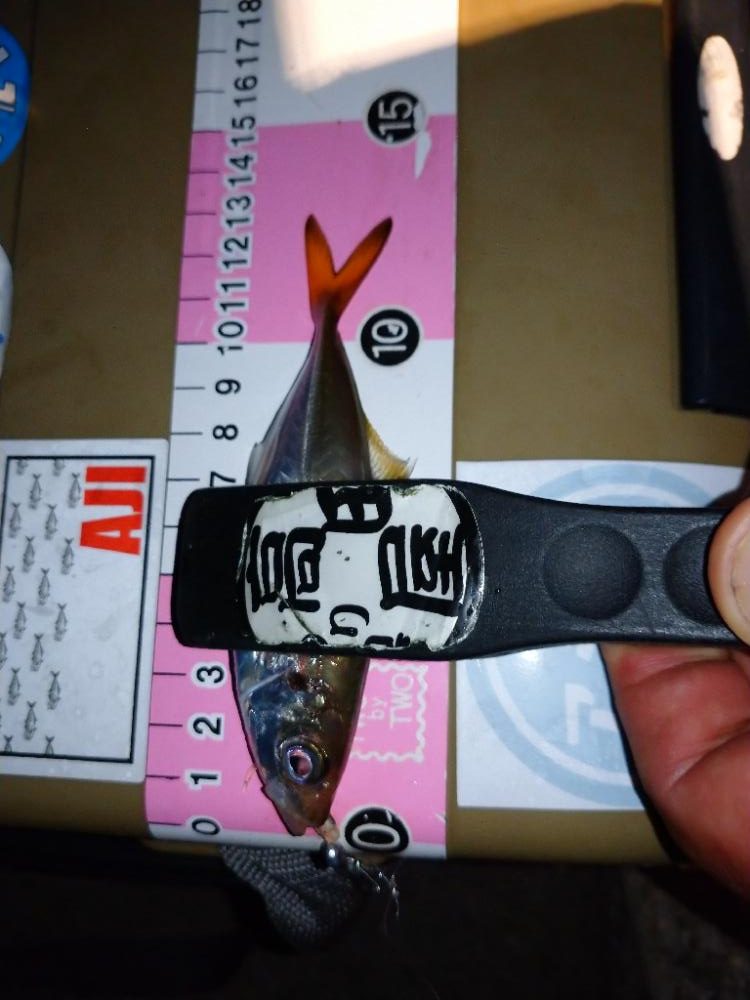 今夜も豆アジング