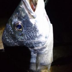 今日も安定釣果す