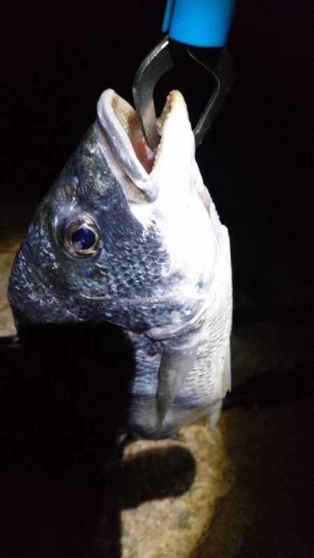 今日も安定釣果す