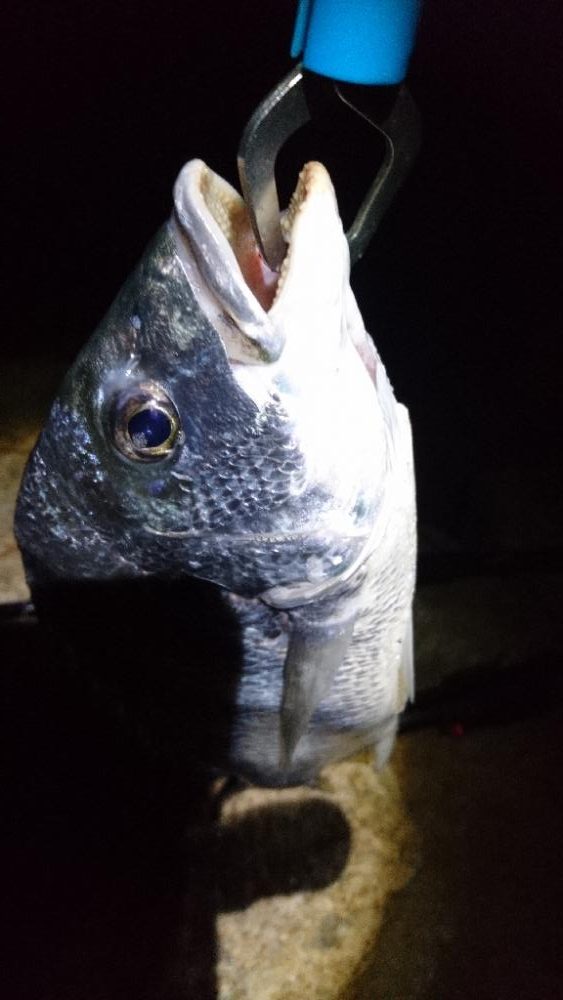 今日も安定釣果す