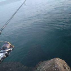 早朝カンパチゲーム（シオ）