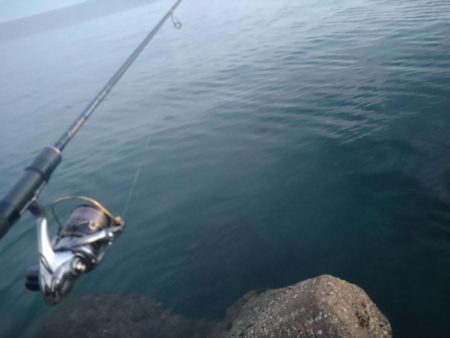 早朝カンパチゲーム（シオ）