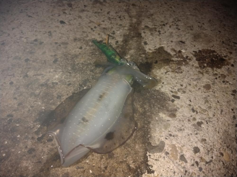 名所周辺の秋イカ