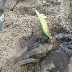 爆風の越前エギング